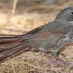 Fox Sparrow